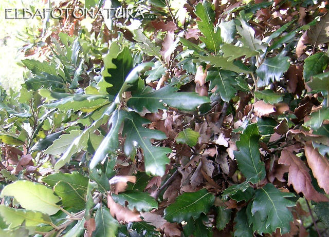 Quercia da identificare (Quercus crenata ?)